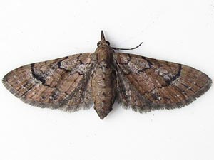 Eupithecia peckorum