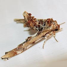 Marathyssa basalis