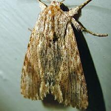 Spodoptera eridania