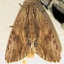 Spodoptera eridania