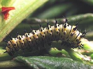 Hyalophora euryalus