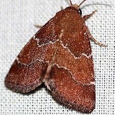 Schinia saturata