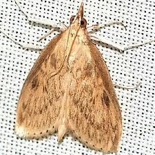Crocidophora pustuliferalis