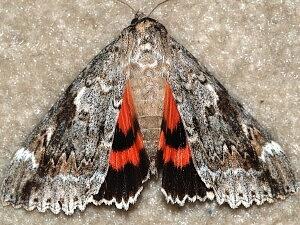 Catocala marmorata