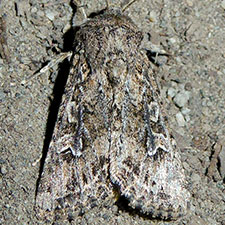 Sideridis fuscolutea