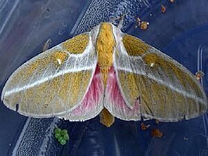 Syssphinx raspa
