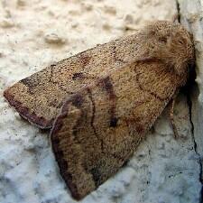 Enargia infumata