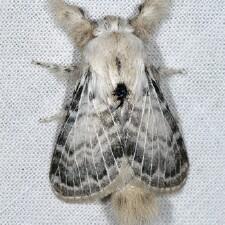 Apotolype brevicrista