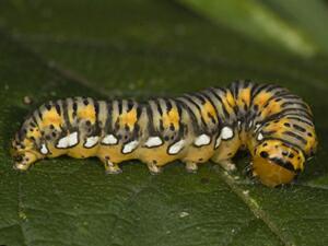 Basilodes pepita