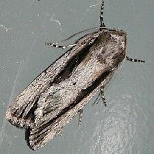 Sympistis cottami