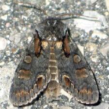 Psaphida electilis