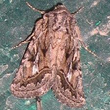 Ulolonche orbiculata