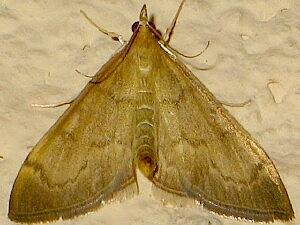 Anania mysippusalis
