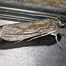 Cahela ponderosella