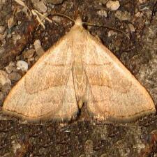 Macrochilo litophora