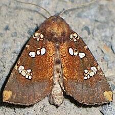 Papaipema insulidens