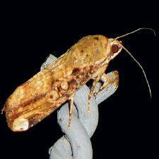 Magusa divaricata