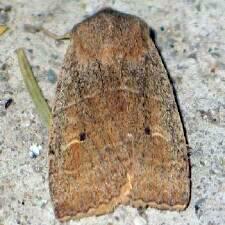 Eupsilia morrisoni