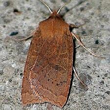 Epiglaea decliva