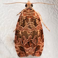 Olethreutes appalachiana