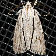 Acronicta perblanda