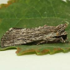 Neogalea sunia
