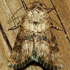 Sympistis occata
