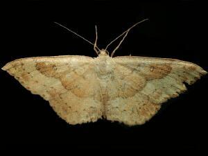 Semaeopus gracilata
