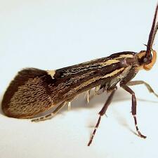 Esperia sulphurella