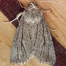 Sympistis lacticollis