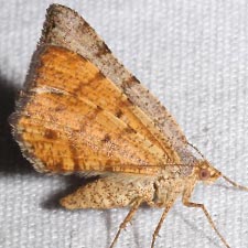 Macaria inextricata