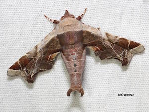 Marathyssa pyrastis