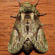 Heterocampa umbrata