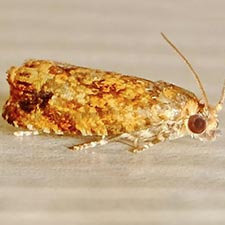 Eucosmomorpha nearctica