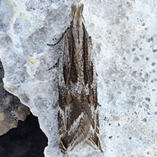 Sophronia gelidella