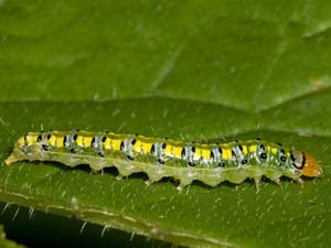 Hahncappsia neomarculenta