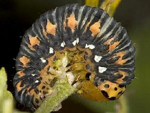 Basilodes pepita