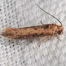 Xystrologa grenadella