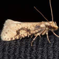 Amydria arizonella