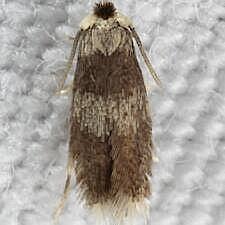 Stigmella nigriverticella