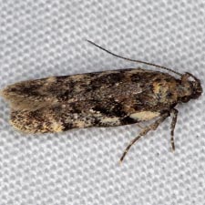 Chionodes thoraceochrella