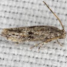 Ymeldia janae