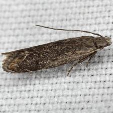 Untomia albistrigella
