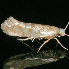 Argyresthia sabinae
