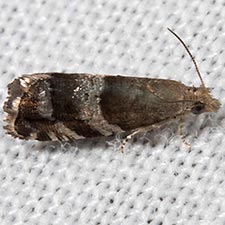 Satronia tantilla