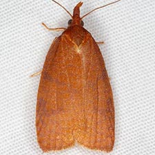 Cenopis directana
