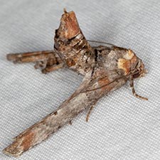 Marathyssa inficita
