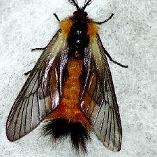 Pryeria sinica