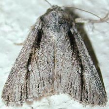 Sympistis atricollaris