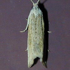 Eucosma ambodaidaleia